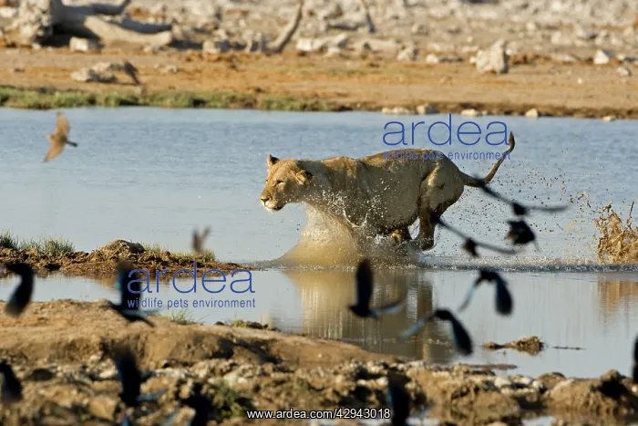 : Lion - Young lioness leaping through water : Lion - Young lioness leaping through water