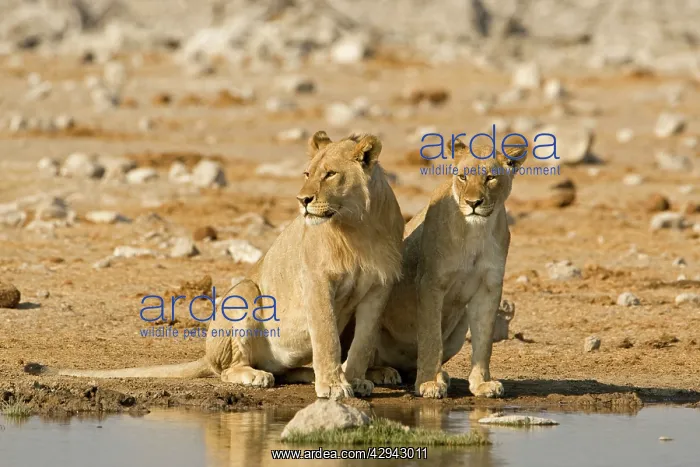 : Lion - Young male and female side by side : Lion - Young male and female side by side