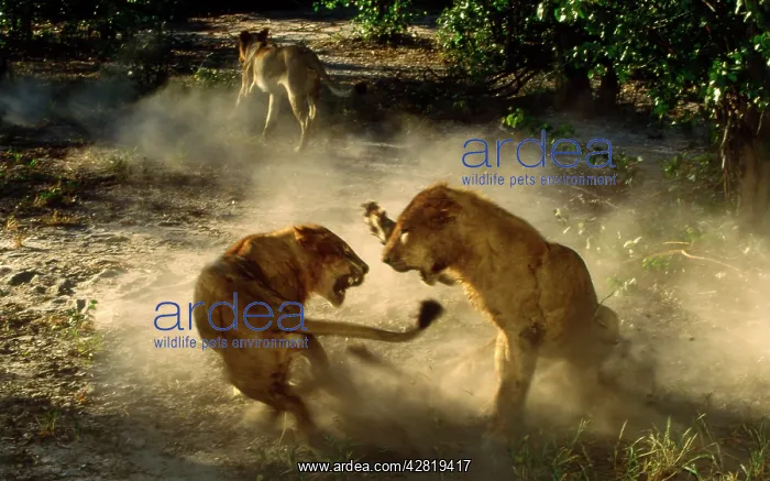 : LION - Young male lions fight over access to a kill : LION - Young male lions fight over access to a kill