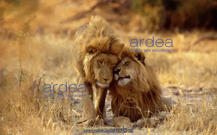 : LION - two young males rubbing heads : LION - two young males rubbing heads