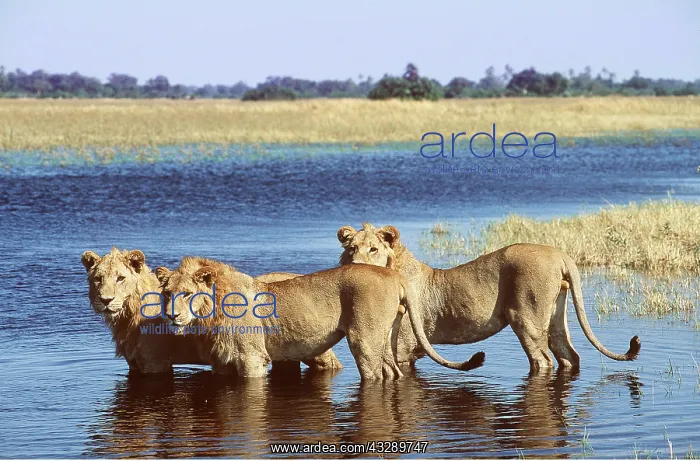 : LION - three young males standing in water : LION - three young males standing in water