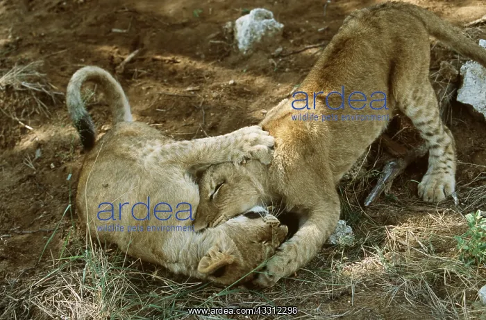 : LION - two young play fighting : LION - two young play fighting