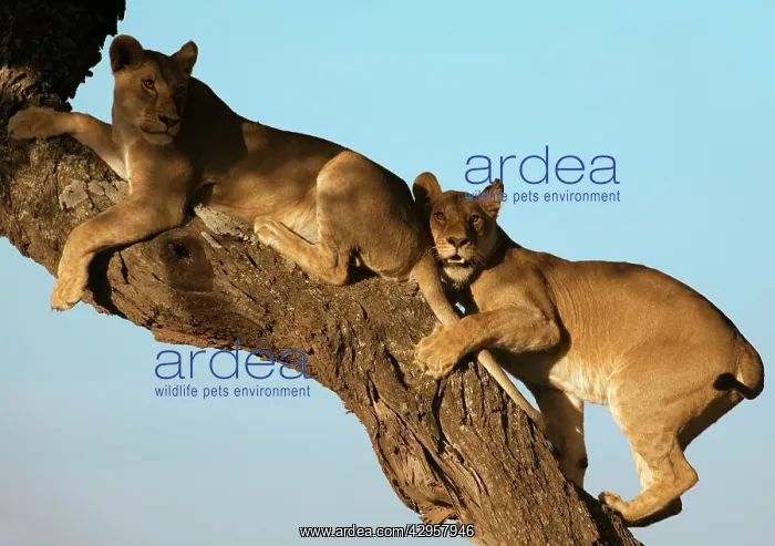: Lion - Young resting on tree : Lion - Young resting on tree