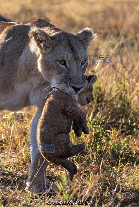  : LIONESS. Afrique, Afrique de l'Est, Kenya, Rceserve nationale du Masai Mara