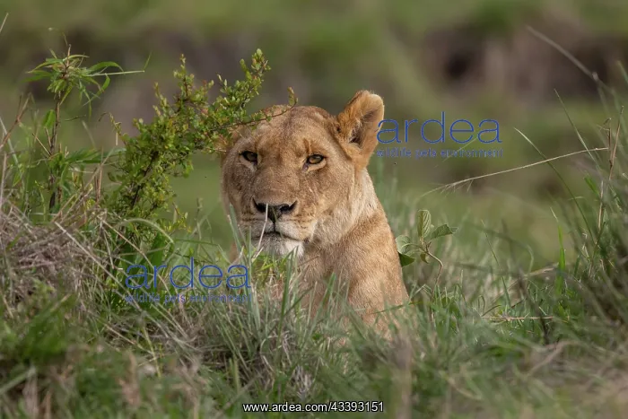 : LIONESS. Afrique, Afrique de l'Est, Kenya, Rserve nationale du Masai Mara : LIONESS. Afrique, Afrique de l'Est, Kenya, Rserve nationale du Masai Mara