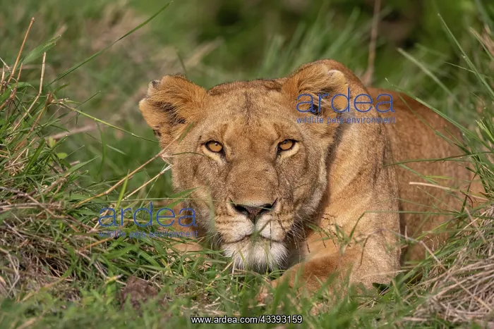: LIONESS. Afrique, Afrique de l'Est, Kenya, Rserve nationale du Masai Mara : LIONESS. Afrique, Afrique de l'Est, Kenya, Rserve nationale du Masai Mara