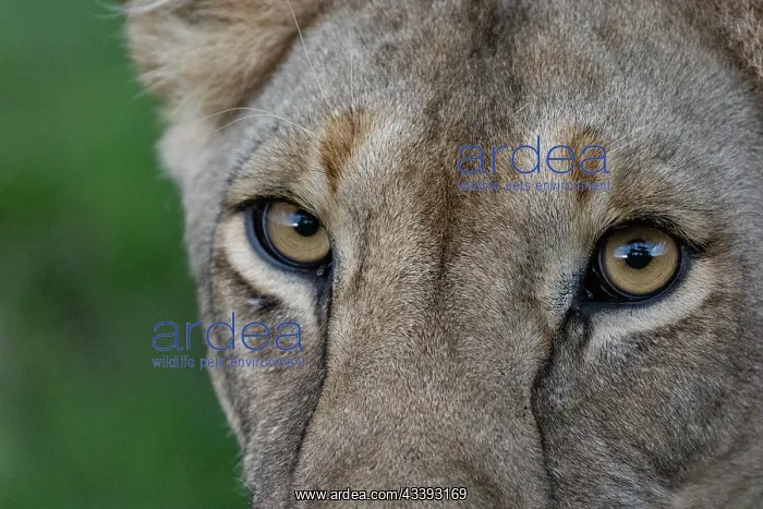  : LIONESS. Afrique, Afrique de l'Est, Kenya, Rserve nationale du Masai Mara