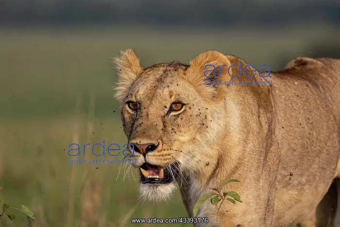 : LIONESS. Afrique, Afrique de l'Est, Kenya, Rserve nationale du Masai Mara : LIONESS. Afrique, Afrique de l'Est, Kenya, Rserve nationale du Masai Mara