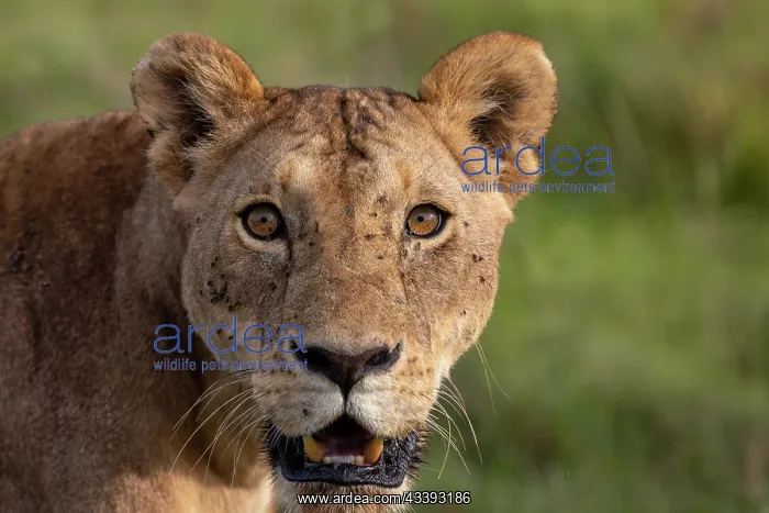 : LIONESS. Afrique, Afrique de l'Est, Kenya, Rserve nationale du Masai Mara : LIONESS. Afrique, Afrique de l'Est, Kenya, Rserve nationale du Masai Mara