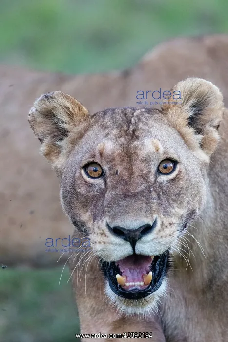 : LIONESS. Afrique, Afrique de l'Est, Kenya, Rserve nationale du Masai Mara : LIONESS. Afrique, Afrique de l'Est, Kenya, Rserve nationale du Masai Mara