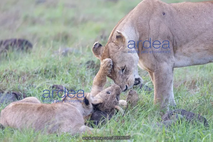 : LIONESS. Afrique, Afrique de l'Est, Kenya, Rserve nationale du Masai Mara : LIONESS. Afrique, Afrique de l'Est, Kenya, Rserve nationale du Masai Mara