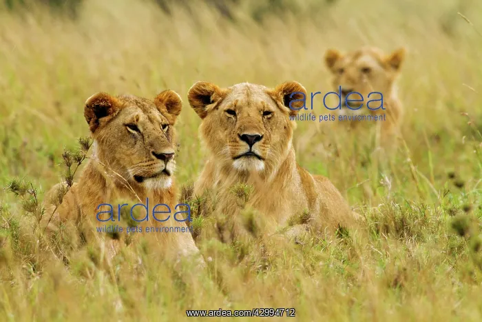 : Lioness - all female group in the savannah : Lioness - all female group in the savannah