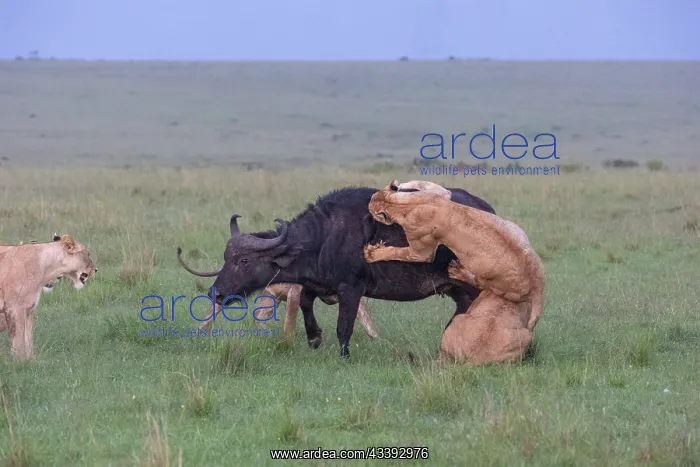 : LIONESS AND BUFALO : LIONESS AND BUFALO