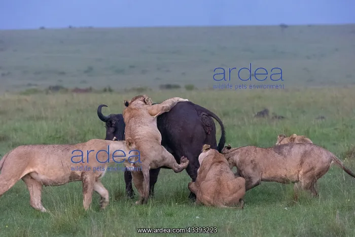 : LIONESS AND BUFALO : LIONESS AND BUFALO