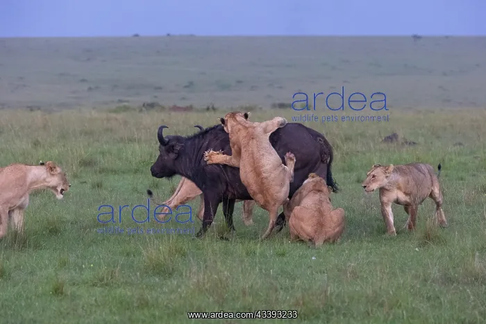 : LIONESS AND BUFALO : LIONESS AND BUFALO