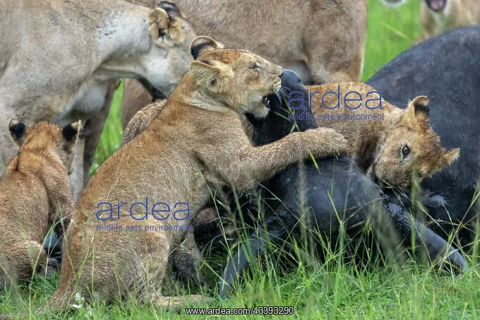: LIONESS and bufalo : LIONESS and bufalo