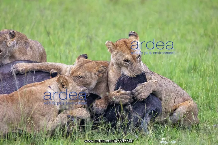 : LIONESS and bufalo : LIONESS and bufalo