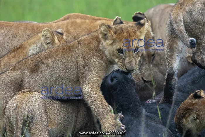 : LIONESS and bufalo : LIONESS and bufalo