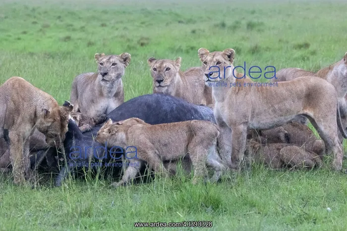 : LIONESS and bufalo : LIONESS and bufalo