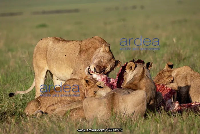 : LIONESS AND BUFFALO : LIONESS AND BUFFALO