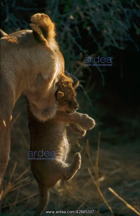 : Lioness carrying cub in mouth - A lioness carries : Lioness carrying cub in mouth - A lioness carries