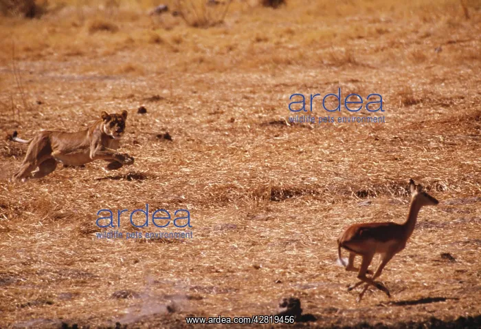 : Lioness - chasing Antelope : Lioness - chasing Antelope