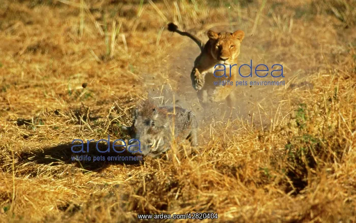 : Lioness chasing Warthog (Phacochoerus aethiopicus) : Lioness chasing Warthog (Phacochoerus aethiopicus)