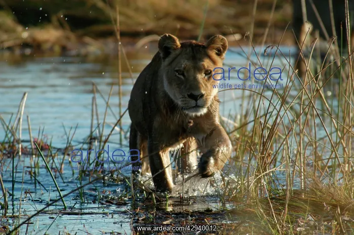 : Lioness - Crossing water : Lioness - Crossing water