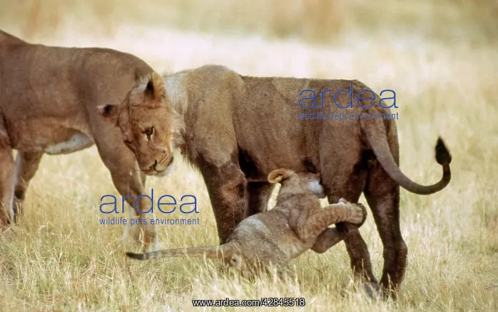 : Lioness and Cub - Cub suckling : Lioness and Cub - Cub suckling