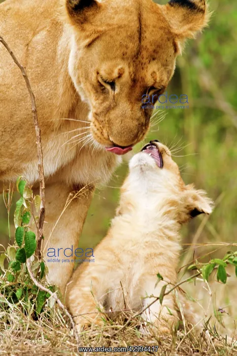 : Lioness - cub with mother : Lioness - cub with mother