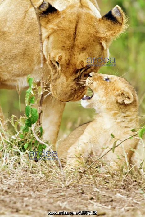  : Lioness - cub with mother