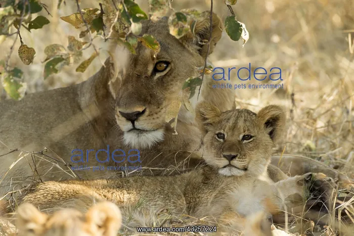  : Lioness and cub - resting - Botswana, Africa