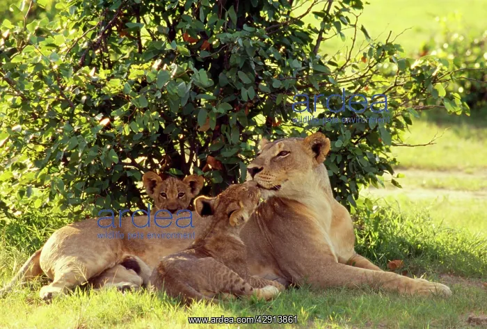 : Lioness - with cubs : Lioness - with cubs