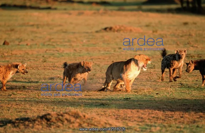 : Lioness - Having confrontation with Spotted Hyaena : Lioness - Having confrontation with Spotted Hyaena