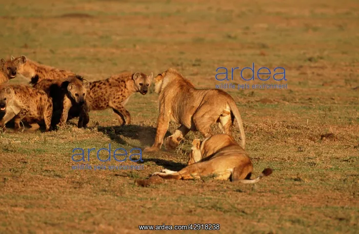 : Lioness - having confrontation with Spotted Hyaena : Lioness - having confrontation with Spotted Hyaena