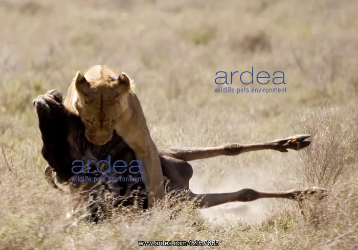 : Lioness kills a Wildebeest : Lioness kills a Wildebeest