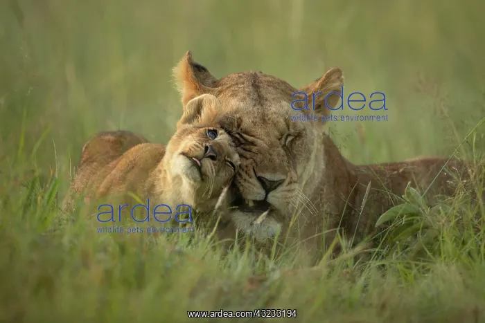 : Lioness and lion cub greeting (Panthera leo) : Lioness and lion cub greeting (Panthera leo)