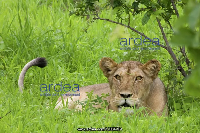 : Lioness in long grass : Lioness in long grass