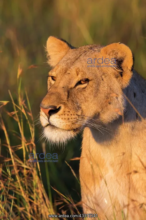 : Lioness (Panthera leo), animal portrait, Masai Mara : Lioness (Panthera leo), animal portrait, Masai Mara