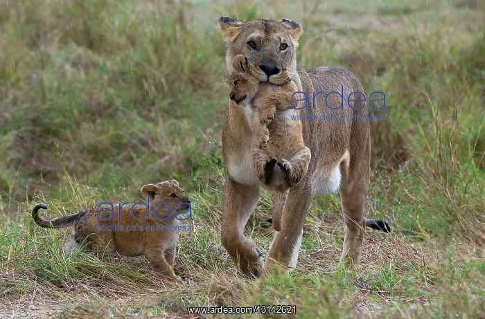 : Lioness (Panthera leo) bringing her cubs into safety in the rain on the plains : Lioness (Panthera leo) bringing her cubs into safety in the rain on the plains