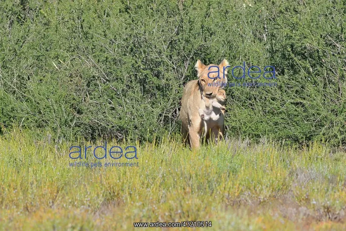 : Lioness (Panthera leo), carrying her cub in her : Lioness (Panthera leo), carrying her cub in her