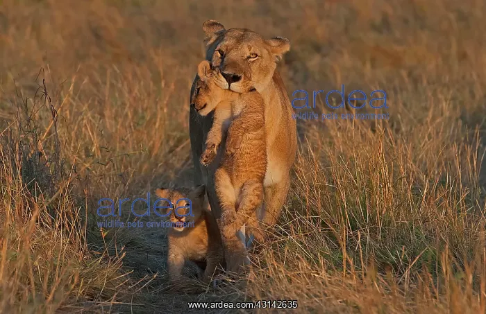 : Lioness (Panthera leo) carrying her cubs into safety in the early morning : Lioness (Panthera leo) carrying her cubs into safety in the early morning