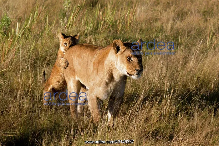 : Lioness (Panthera leo) and cub interacting in grassland : Lioness (Panthera leo) and cub interacting in grassland