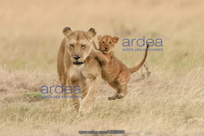 : Lioness (Panthera leo), with cub, playing, Maasai : Lioness (Panthera leo), with cub, playing, Maasai
