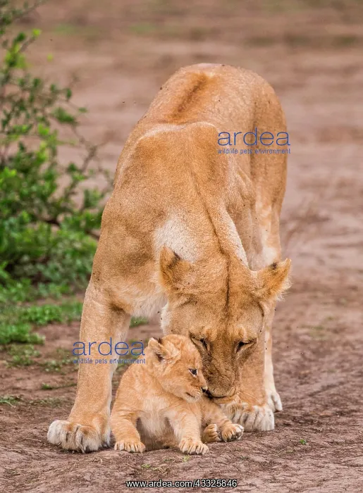 : Lioness (Panthera leo) with cub in the Serengeti : Lioness (Panthera leo) with cub in the Serengeti