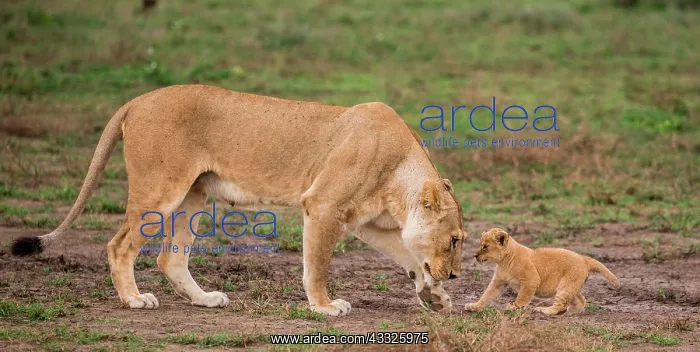 : Lioness (Panthera leo) with cub in the Serengeti : Lioness (Panthera leo) with cub in the Serengeti