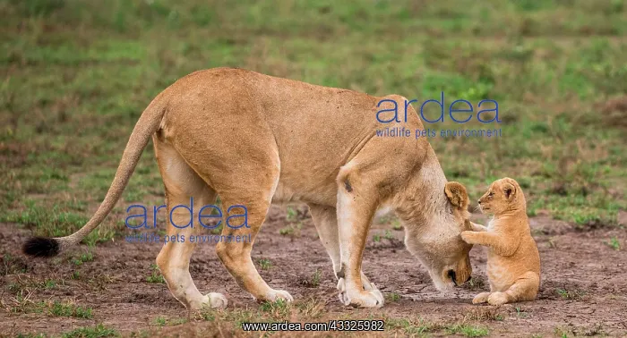 : Lioness (Panthera leo) with cub in the Serengeti : Lioness (Panthera leo) with cub in the Serengeti