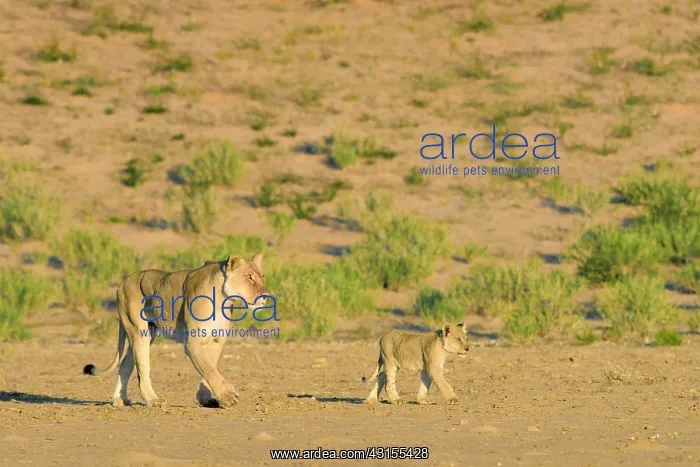 : Lion. A lioness (Panthera leo) with her cub are walking through the Nossob : Lion. A lioness (Panthera leo) with her cub are walking through the Nossob
