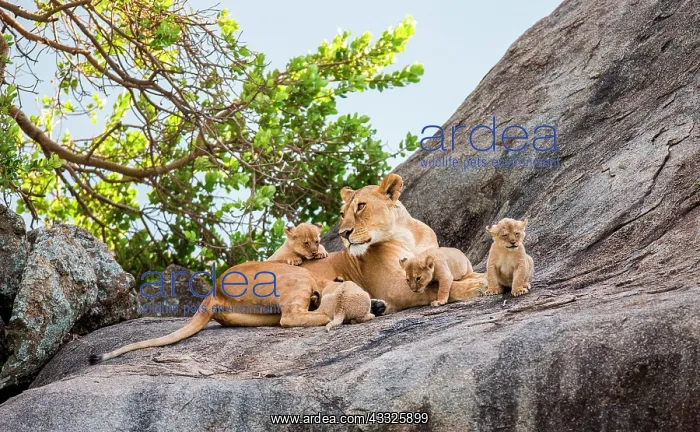 : Lioness (Panthera leo) and her cubs on a big roc : Lioness (Panthera leo) and her cubs on a big roc