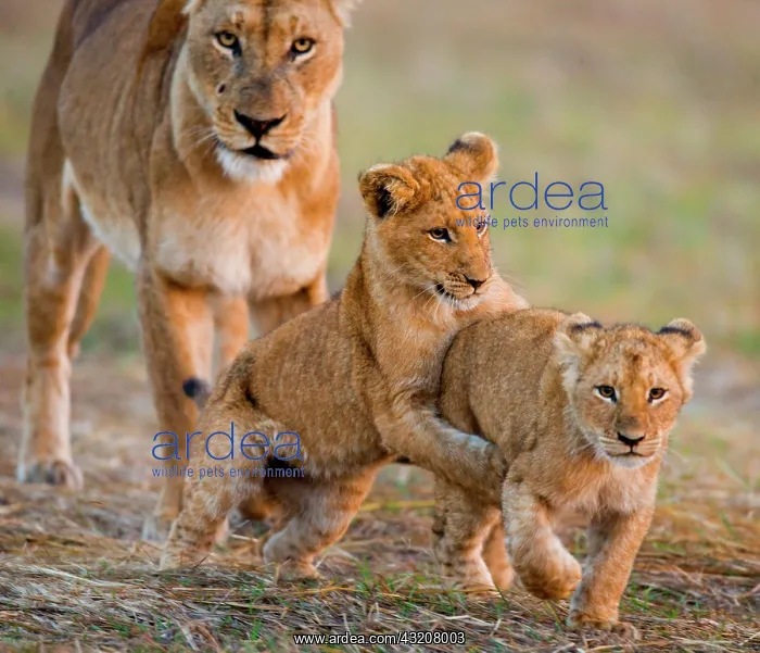 : Lioness (Panthera leo) with cubs. Okavango Delta : Lioness (Panthera leo) with cubs. Okavango Delta